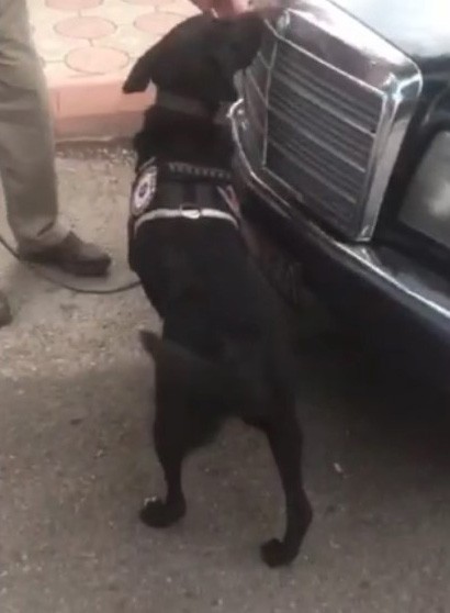 Otomobile gizlenen uyuşturucuyu narkotik köpeği Athena buldu #isparta