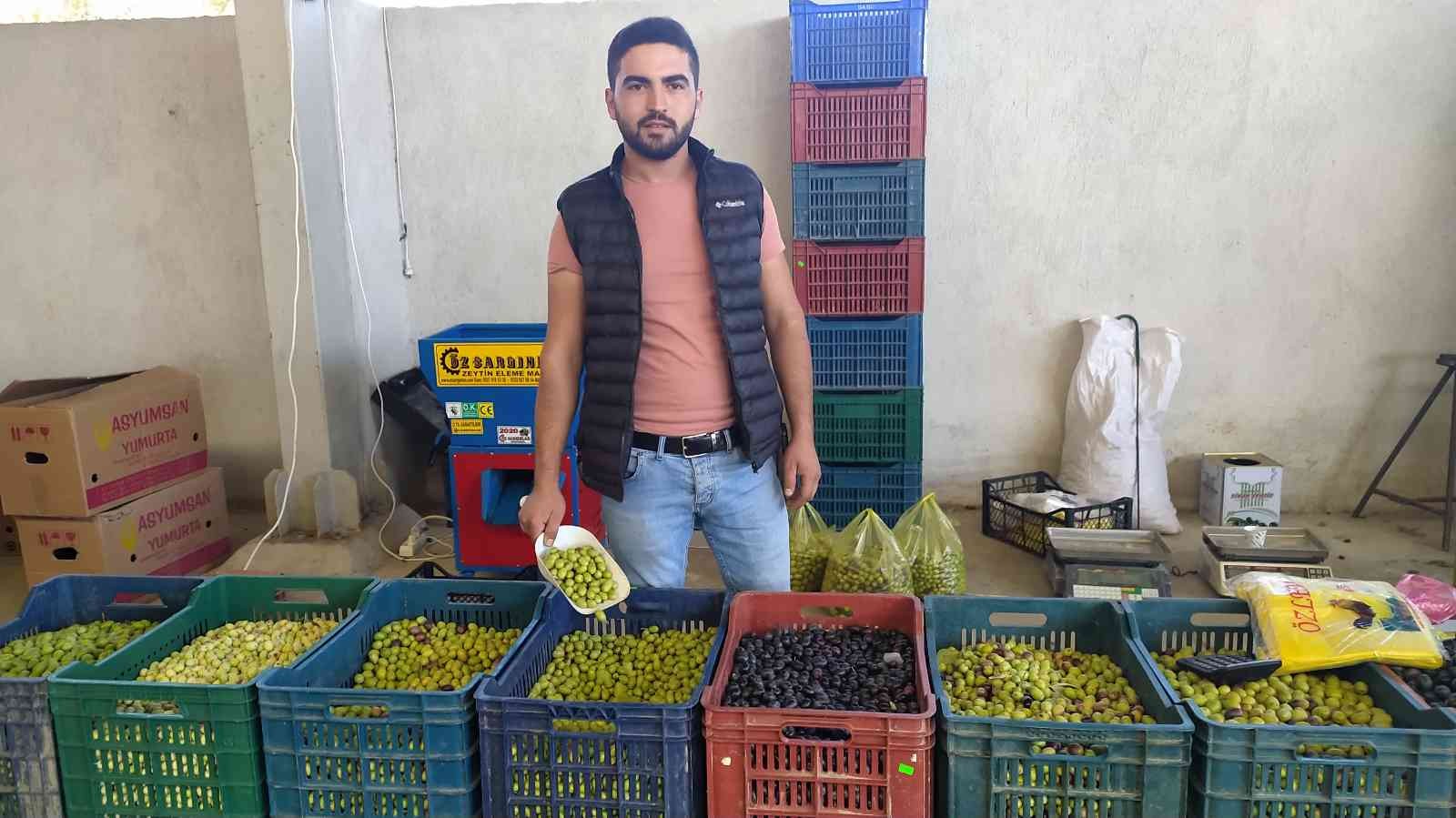 Salamura zeytin yapımı hem sağlıklı, hem ucuz #kutahya
