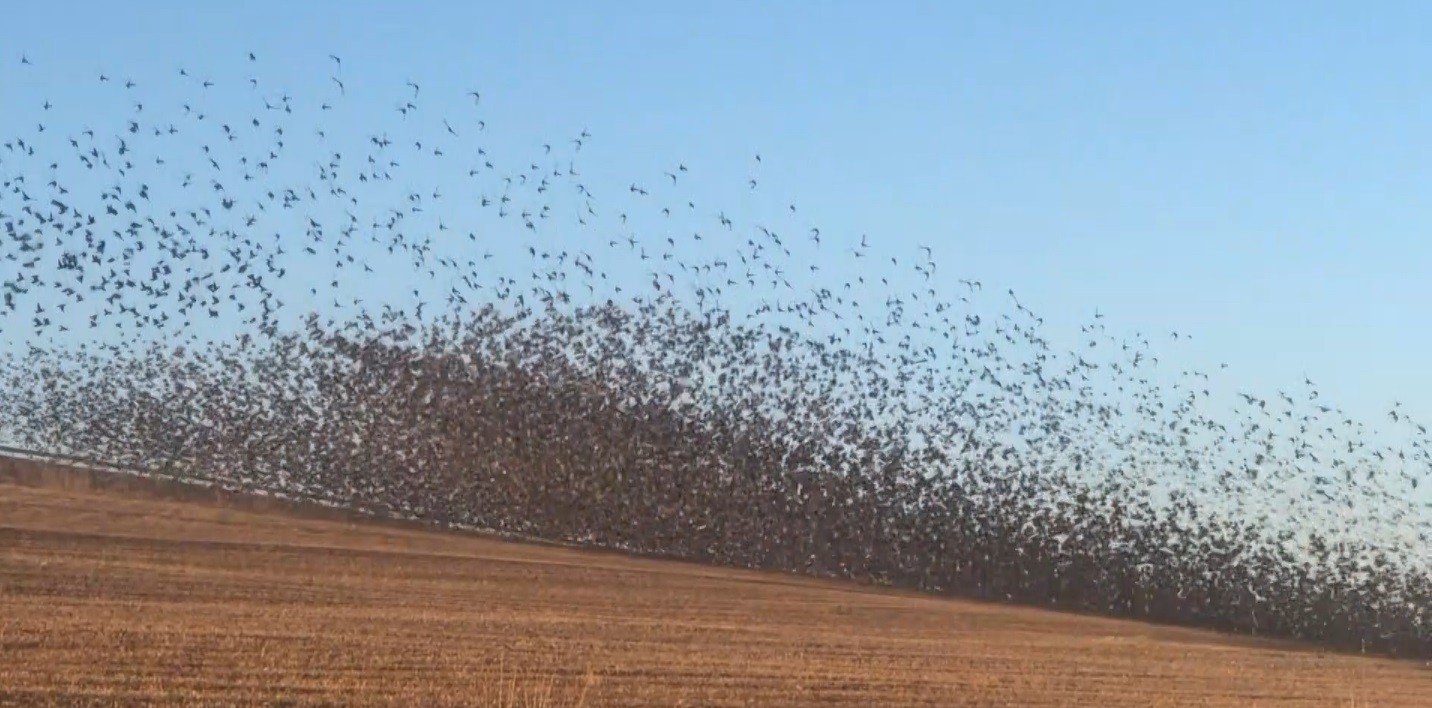 Binlerce sığırcık kuşu böyle dans etti #sivas