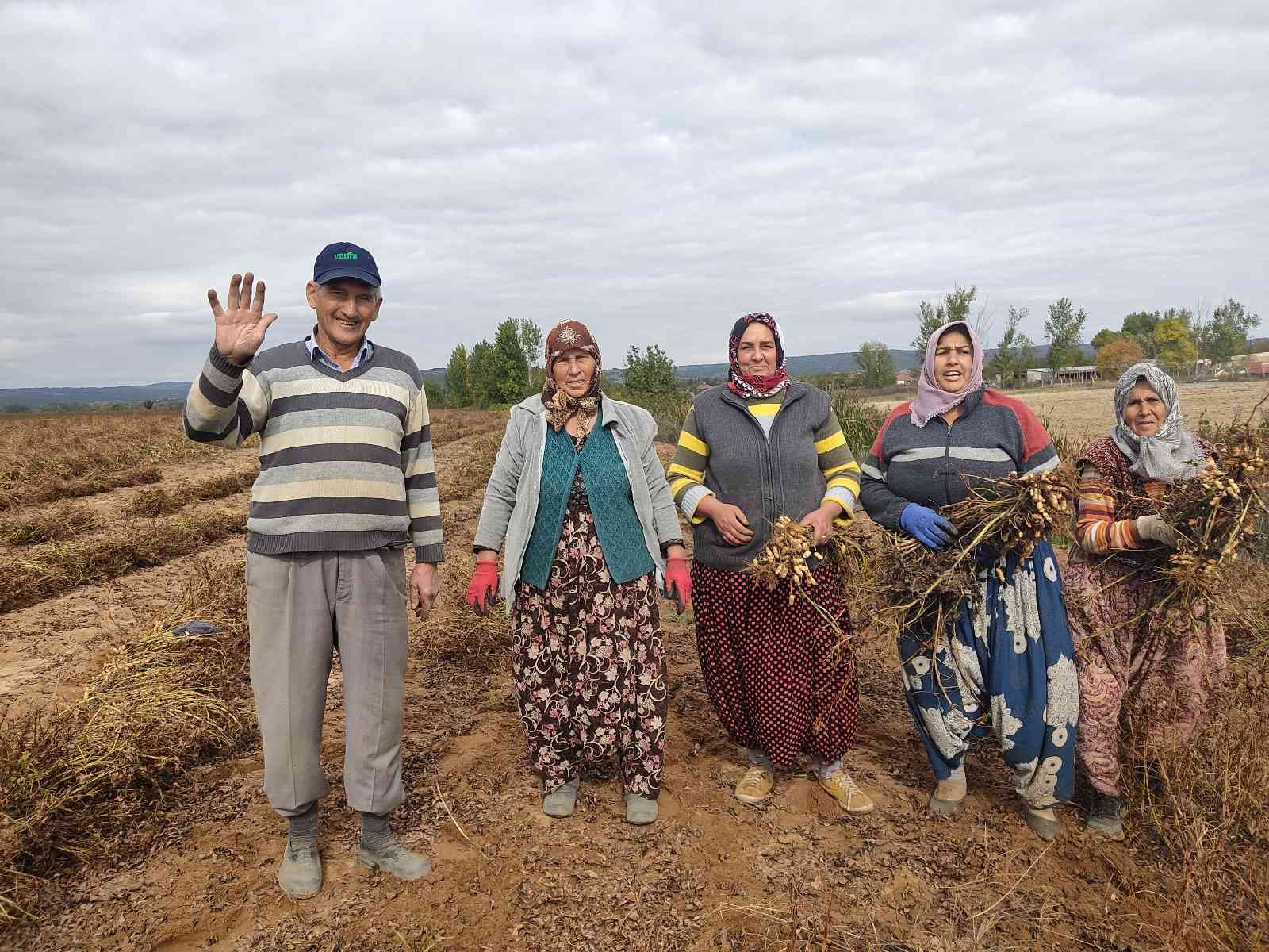 Edirne’de 120 yıldır ekilen fıstığın hasadına başlandı #edirne