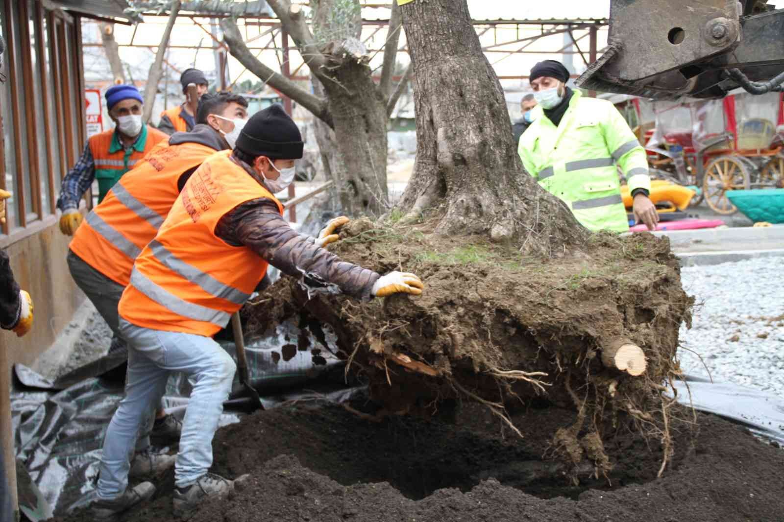 Esenyurt’ta asırlık zeytin ağaçlarını kesilmekten kurtarıldı #istanbul