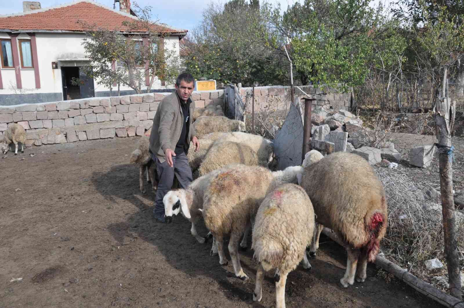 Ağıla giren kurtlar 13 koyunu telef etti #yozgat