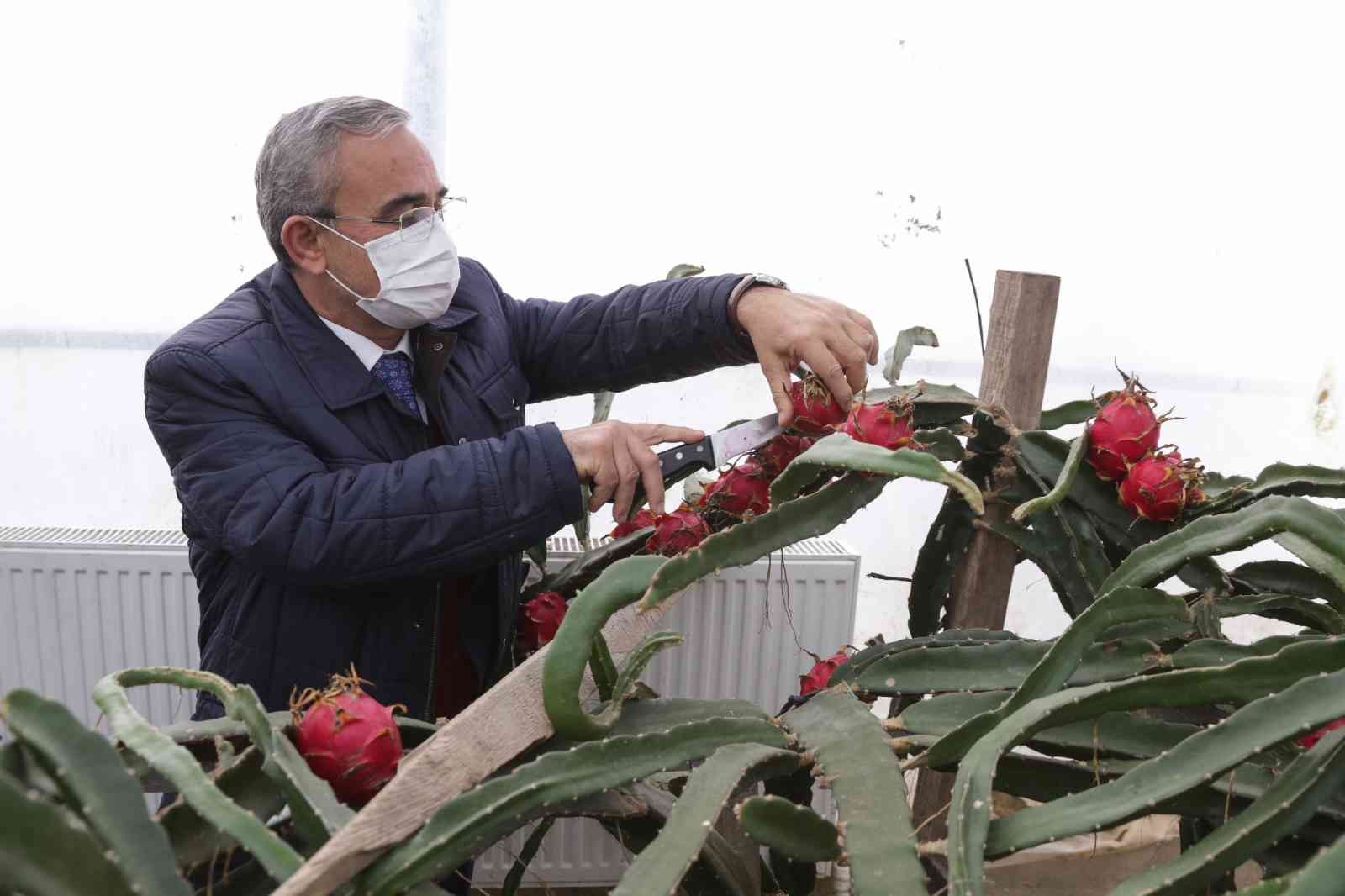 Hekim Sinan Tıbbi Bitkiler Merkezi’nde ejder meyvesi ve muz hasadı #kutahya