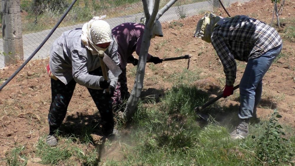 Gençler tarımdan uzaklaştı, çiftçi yaşı yükseldi #aydin