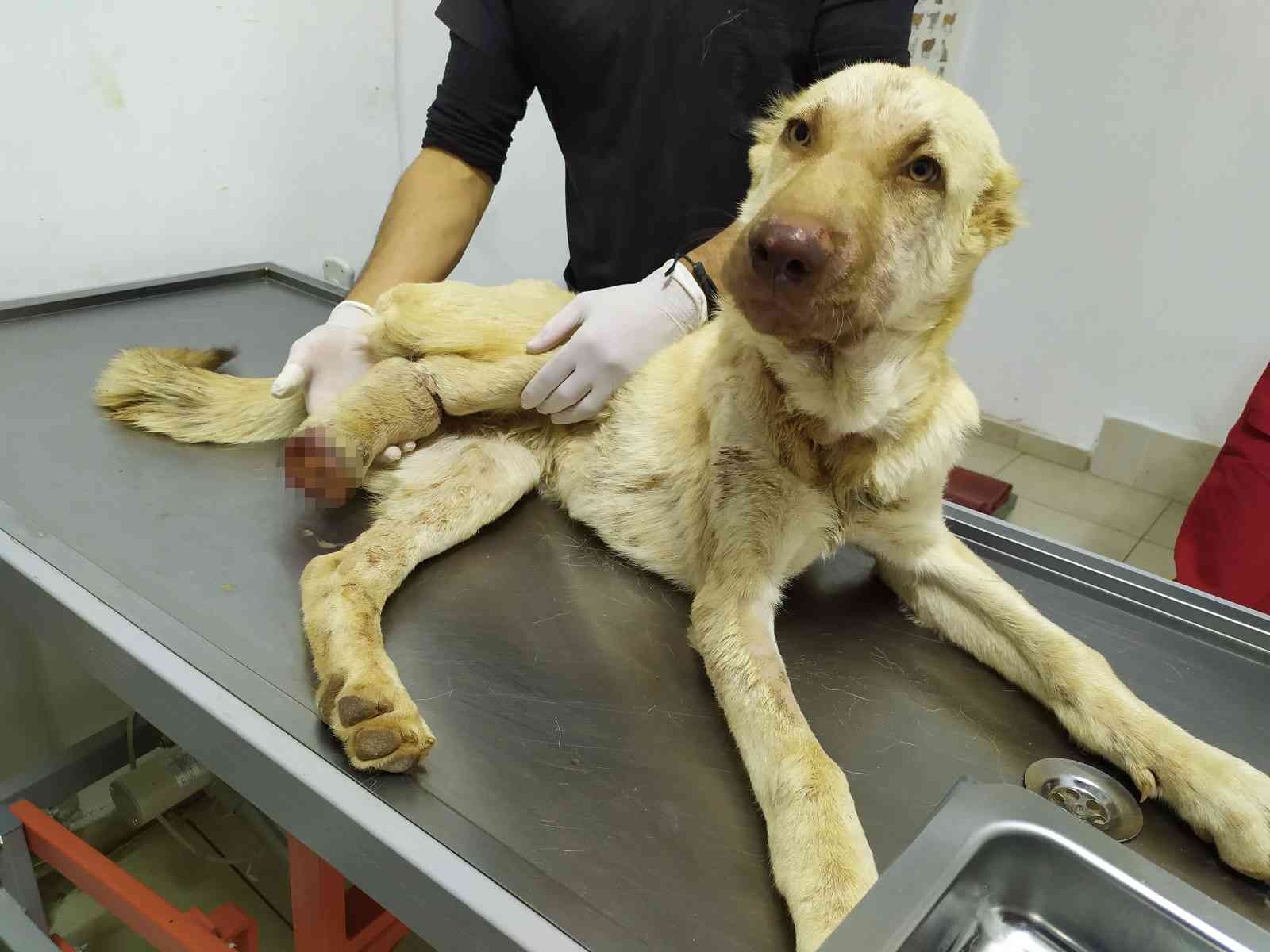 Gaziantep’te 6 aylık köpeğe yapılan işkence pes dedirtti #gaziantep