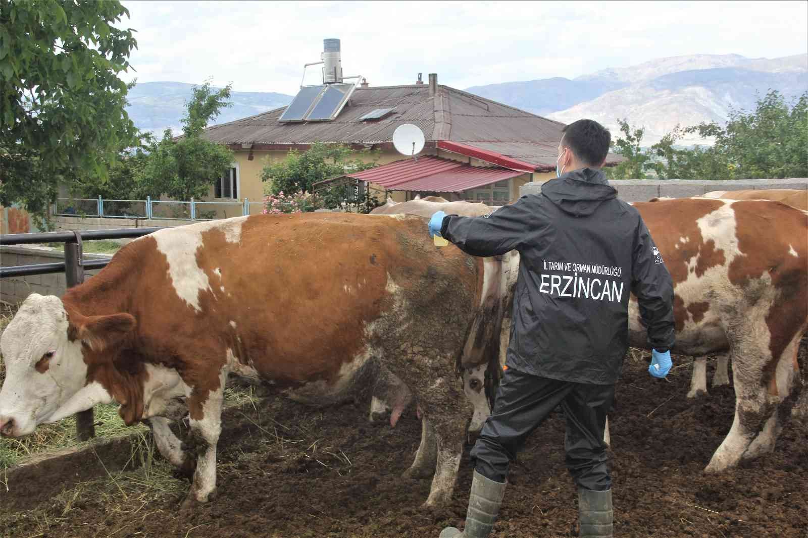 Erzincan’da salgın hastalıklara karşı hayvan aşılamaları sürüyor #erzincan
