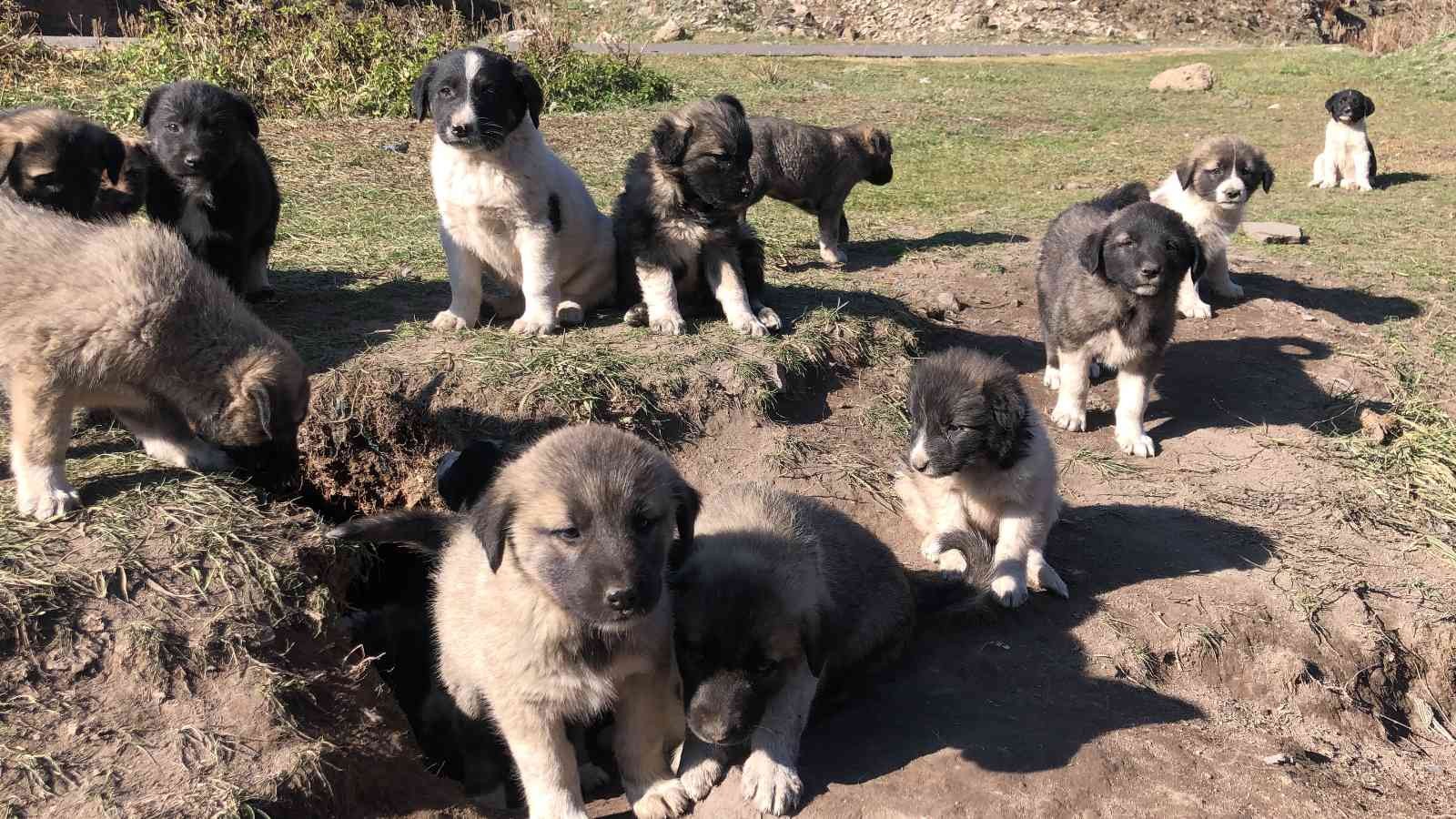 Kars’ta onlarca yavru köpek yola bırakıldı #kars