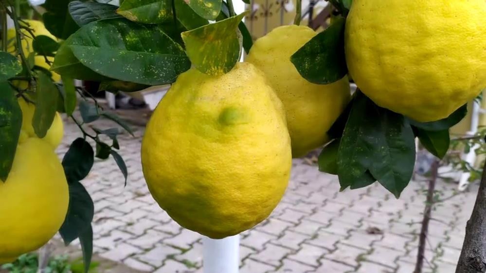 C vitamini deposu Limonun fiyatı düştü #duzce