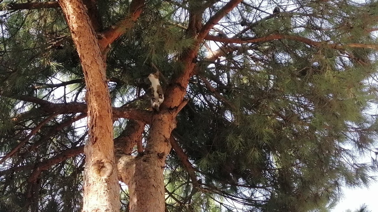 Evden kaçan kediyi ağaçtan itfaiye ekipleri kurtardı #kocaeli