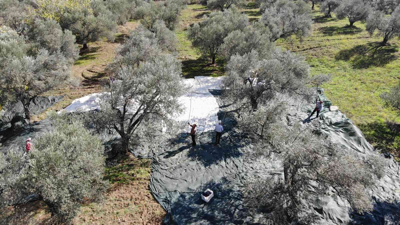 (Özel) Zeytin hasadı drone ile havadan görüntülendi #balikesir
