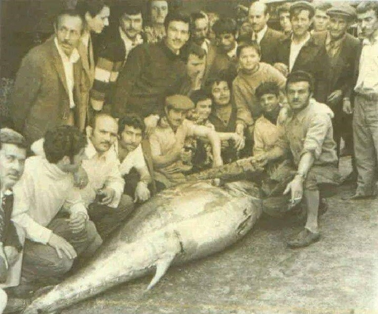 İzmit Körfezinde orkinos balığının ardından su samuru görüldü #kocaeli