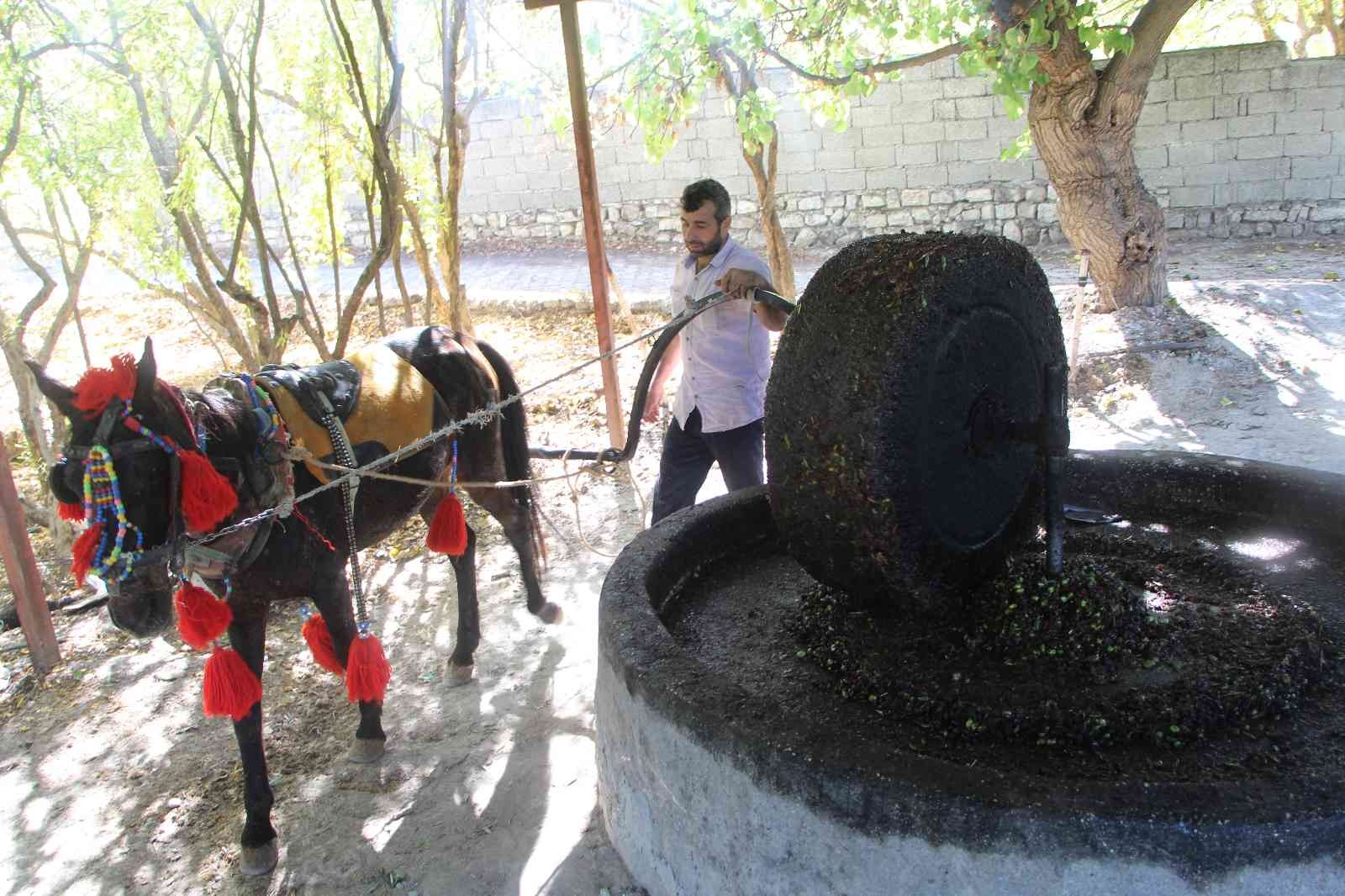 Yüzlerce yıllık gelenek ile zeytinyağı üretiyorlar