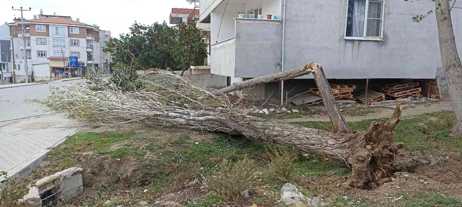 Fırtına ağaçları yıktı #balikesir