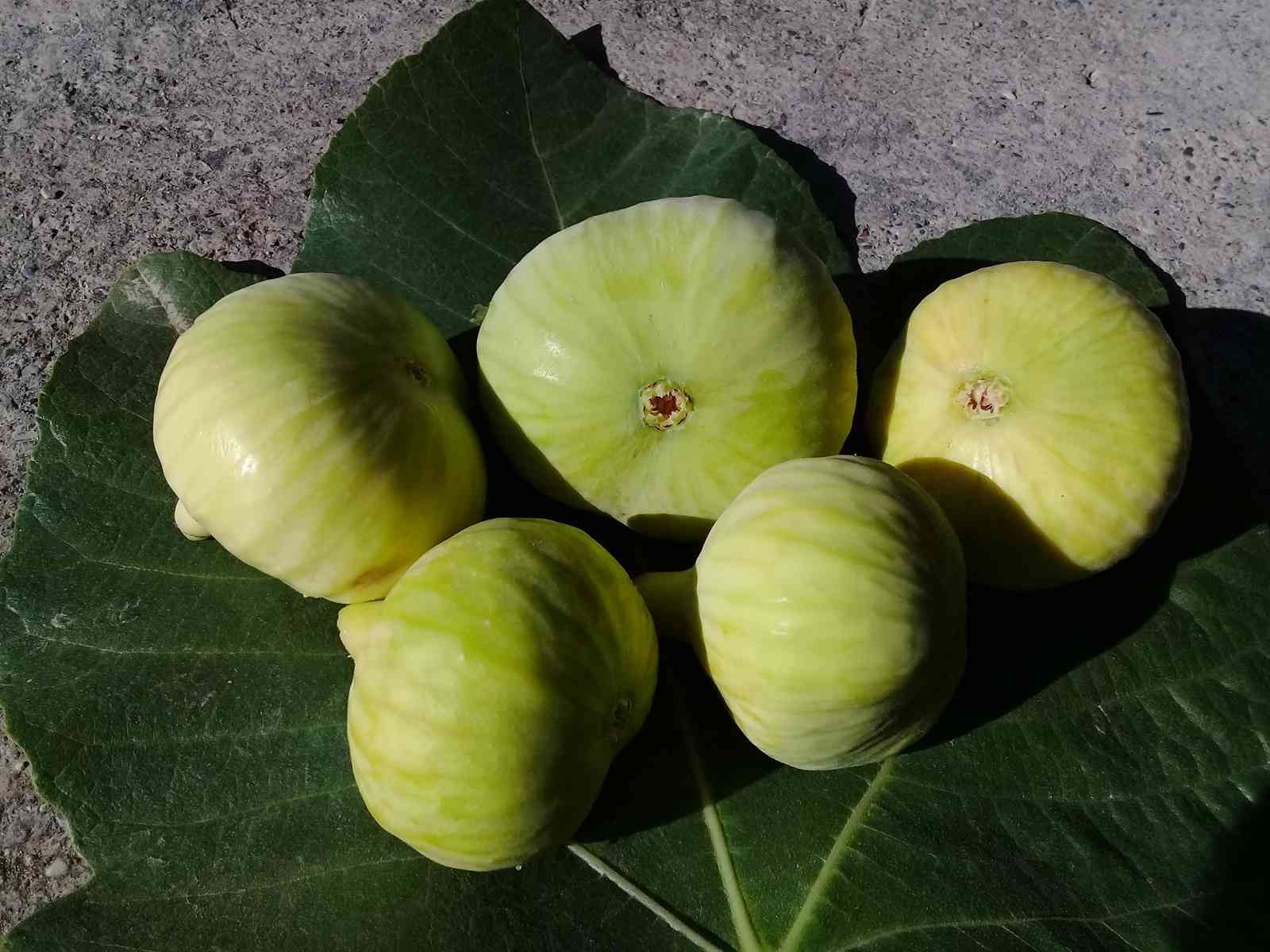 Mersin’de incir sezonu 8 lirayla kapattı #mersin