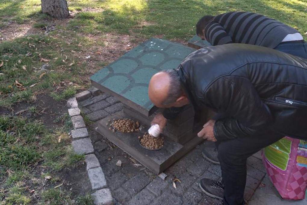 Sokak hayvanları için yemleme çalışmaları devam ediyor #erzincan