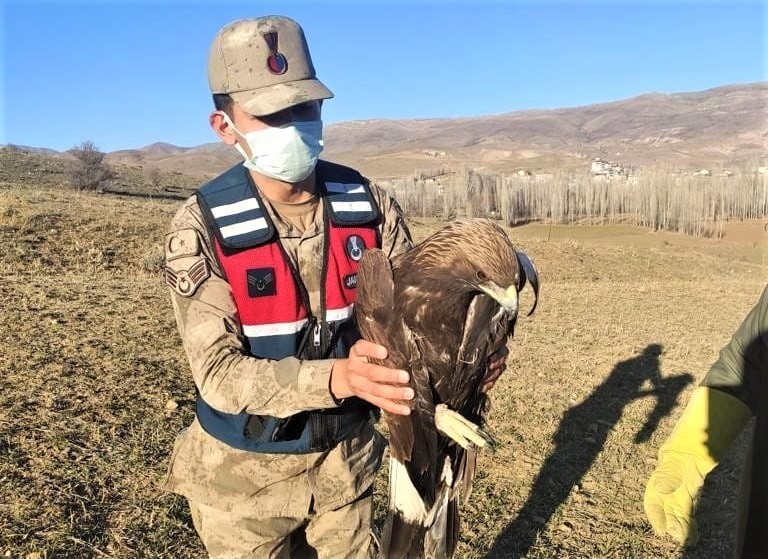 Yaralı kaya kartalı jandarma ekiplerince tedavi ettirildi