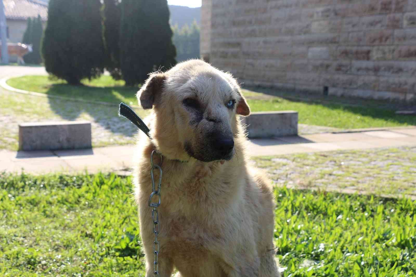 Kanser hastası köpeğin inanılmaz değişimi #kocaeli