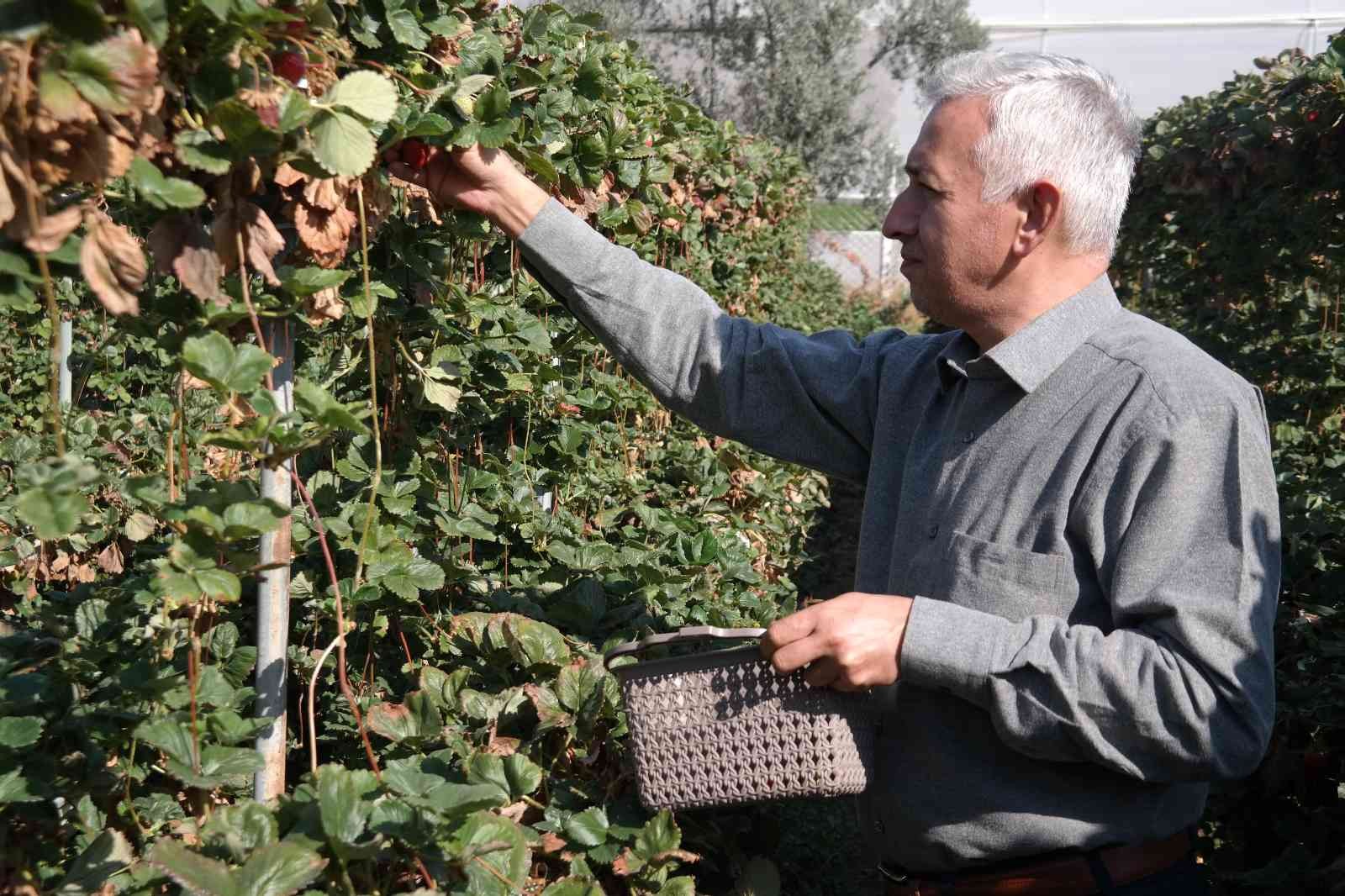 Bu yöntemle her mevsim taze çilek yemek mümkün