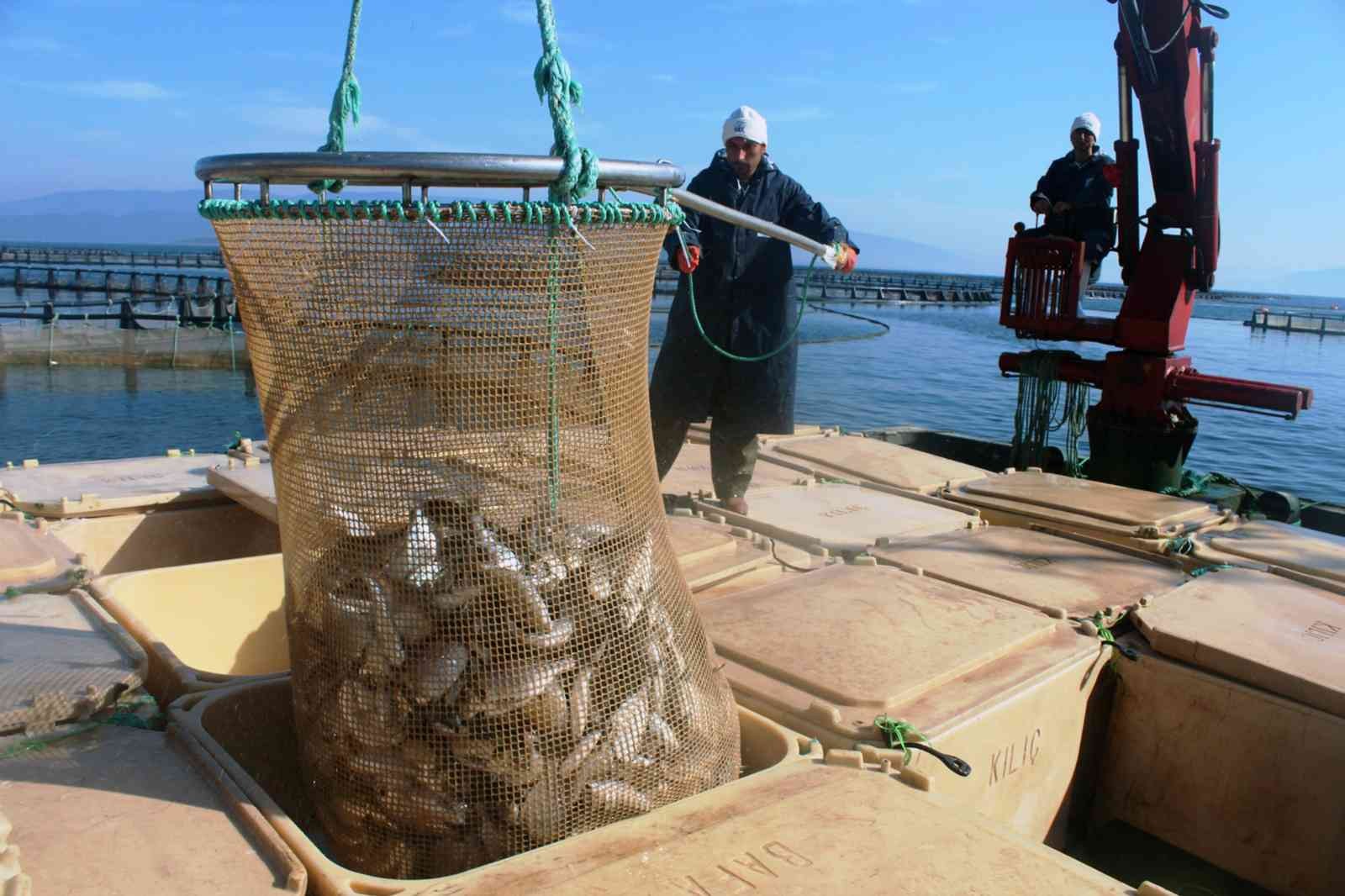 Muğla’dan 54 ülkeye 453 milyon dolarlık balık ihracatı #mugla