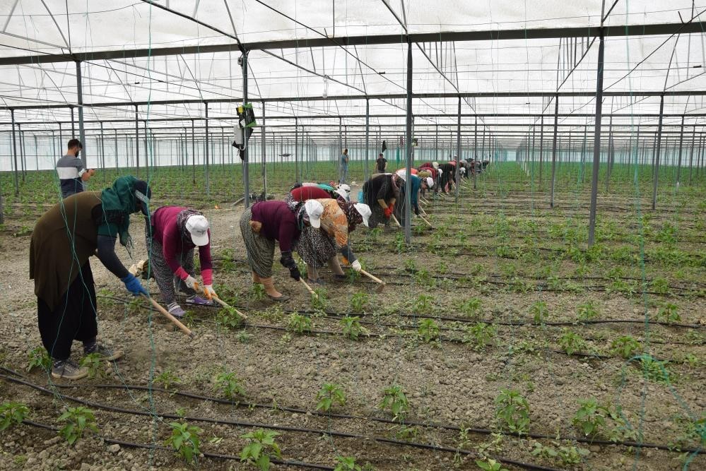 Örtü altı tarımın üssü Antalya’da son 5 yılda çiftçi sayısı 20 bin arttı #antalya
