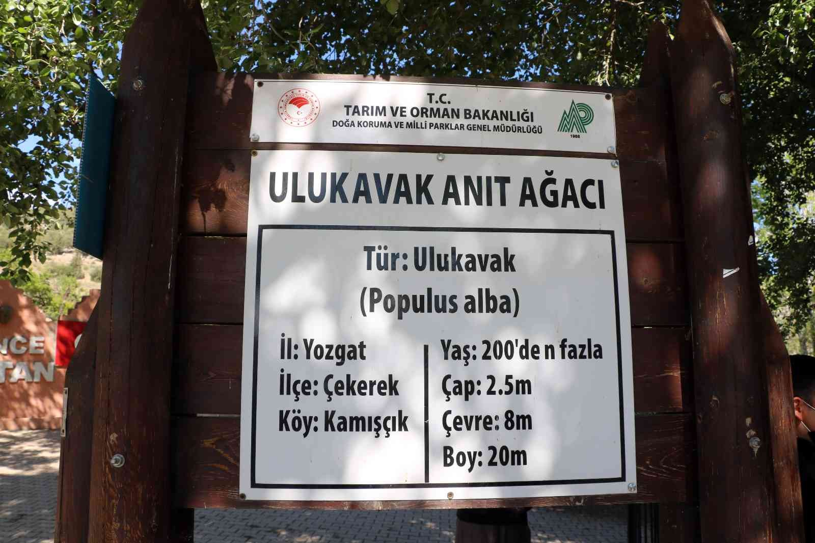 Yozgat’taki anıt ağaçlar zamana meydan okuyor #yozgat