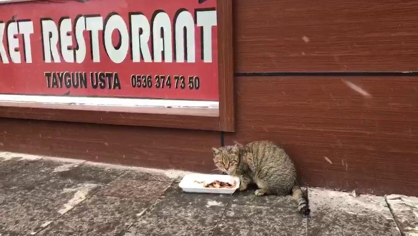 Sevimli kedi lokantanın kapısını açıp böyle girmeye çalıştı #ardahan