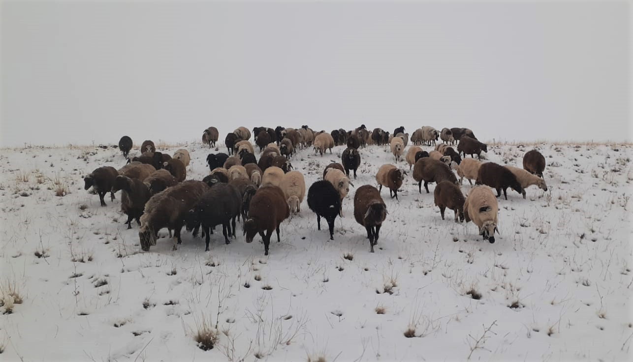Yaylalardan indirilmeye başlanan koyun sürüsüne kar yağışı zor anlar yaşattı #erzincan