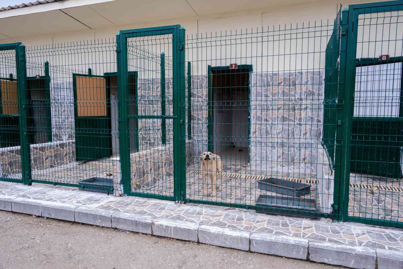 Kastamonu Belediyesi Geçici Hayvan Bakımevi yenileniyor #kastamonu