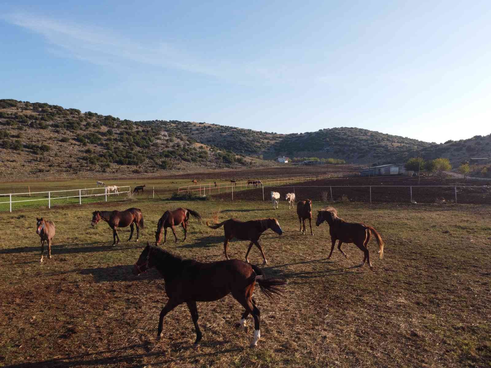 Servet değerindeki atlar, Türkiye’nin dört bir yanından ilgi görüyor #adana