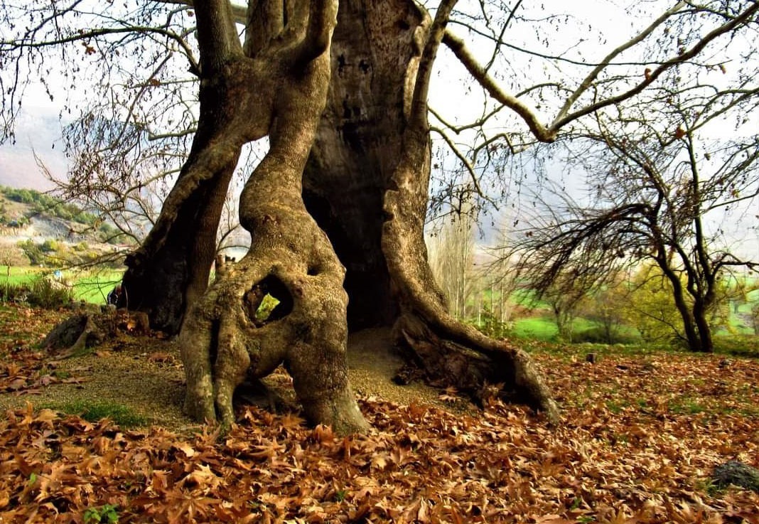 Bin yıllık çınar ağacı, yıllara meydan okuyor #kahramanmaras