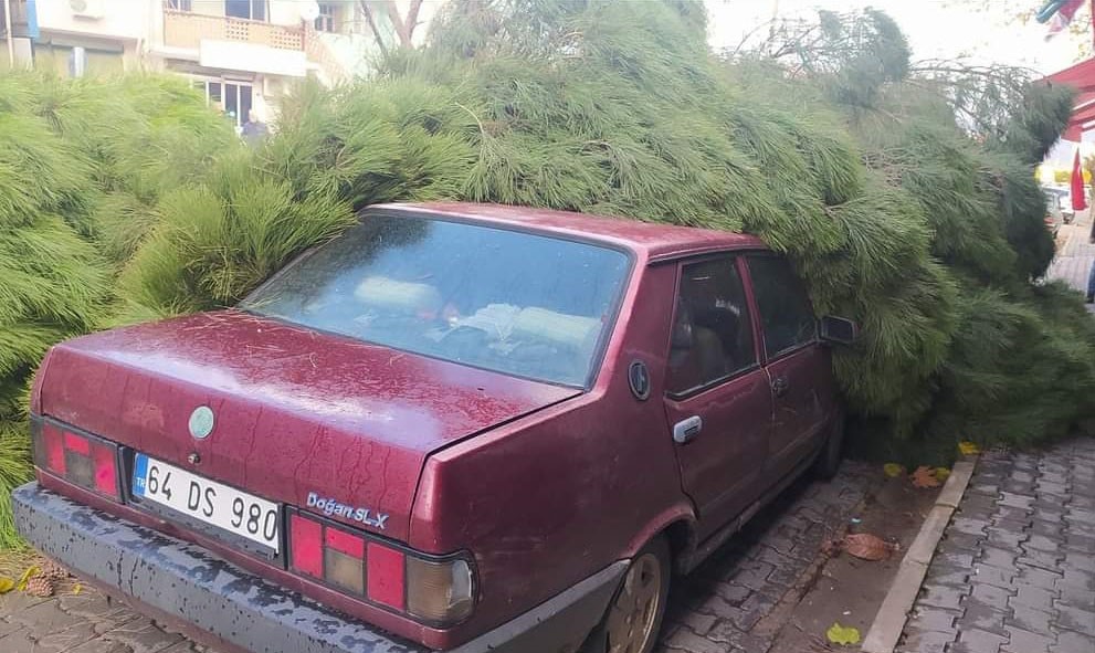 Alaşehir’de fırtına çam ağacını otomobilin üzerine devirdi #manisa