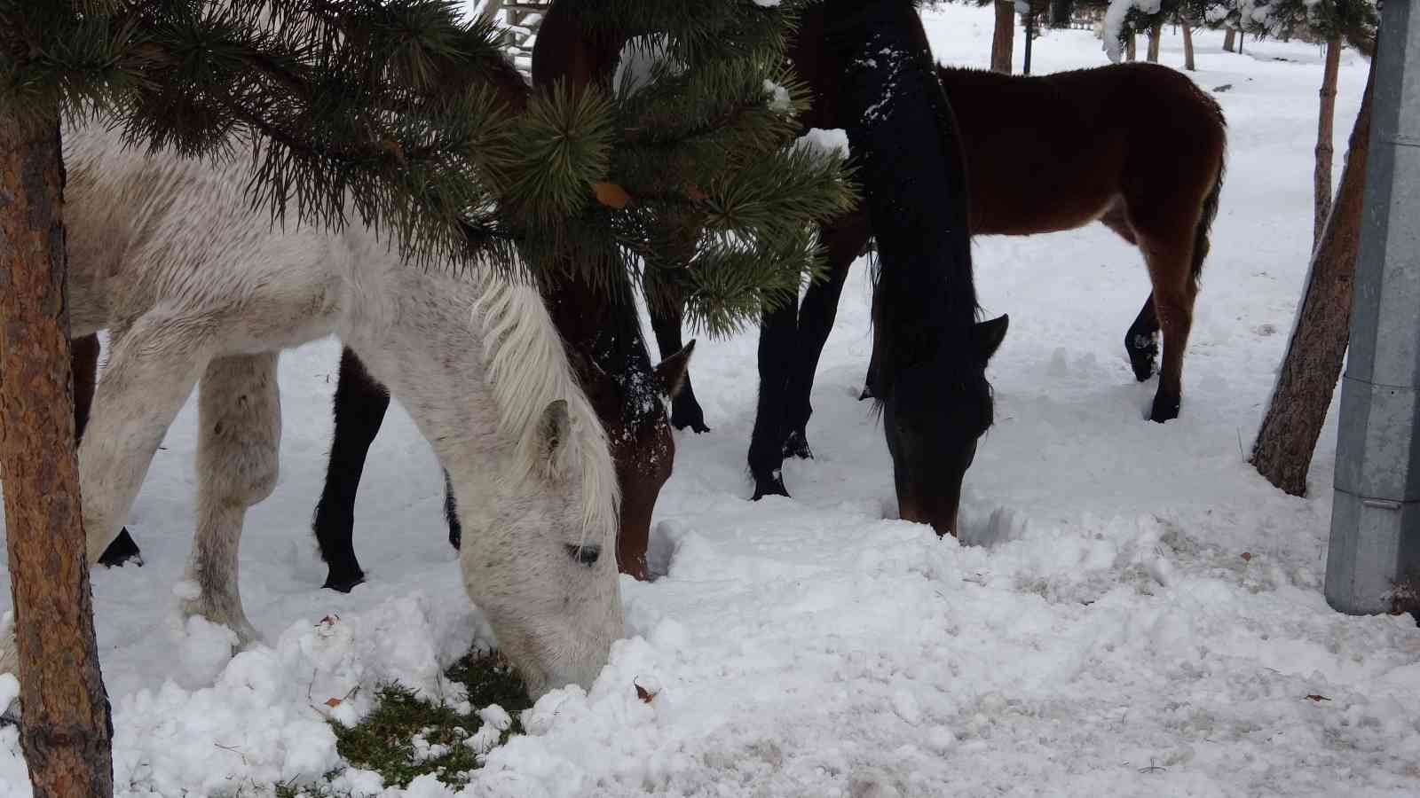 Ardahan’ın yılkı atları kışın özgür, yazın sahipli #ardahan