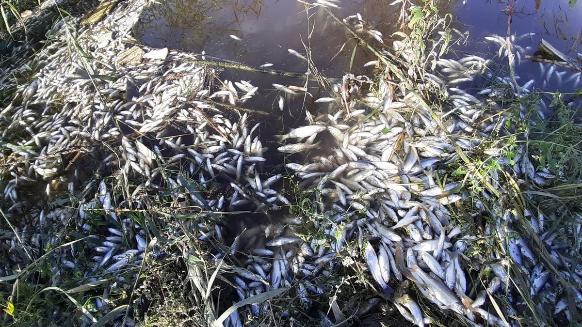 Menderes’te balıklar ölmeye başladı #aydin