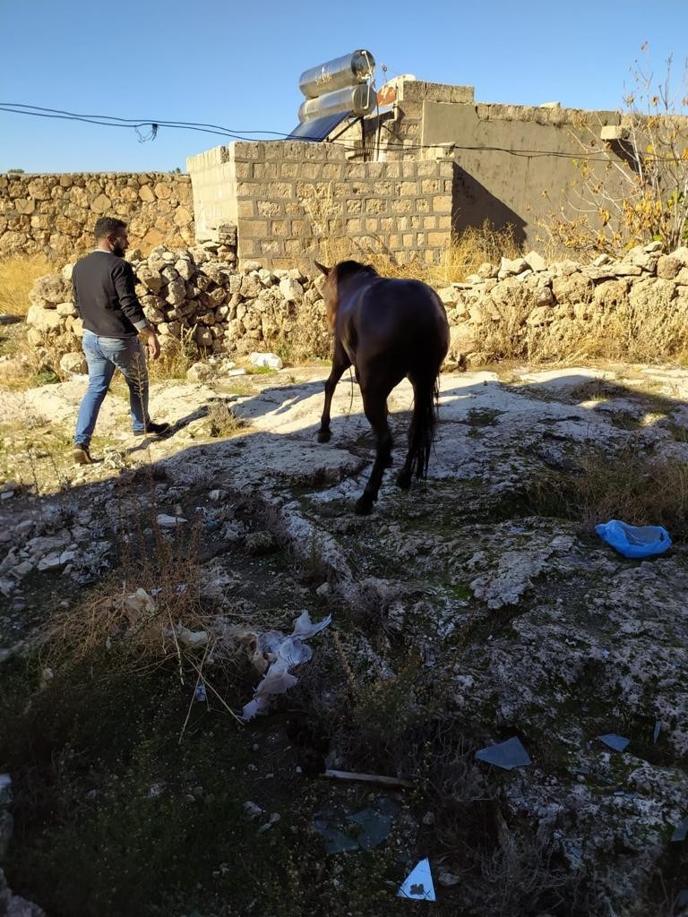 Su ile dolu kuyuya düşen at kurtarıldı #mardin