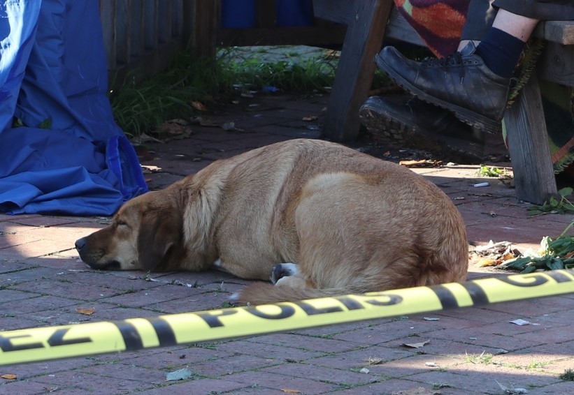 Beslediği köpek ölü bulunan evsiz adamın başından bir an bile ayrılmadı