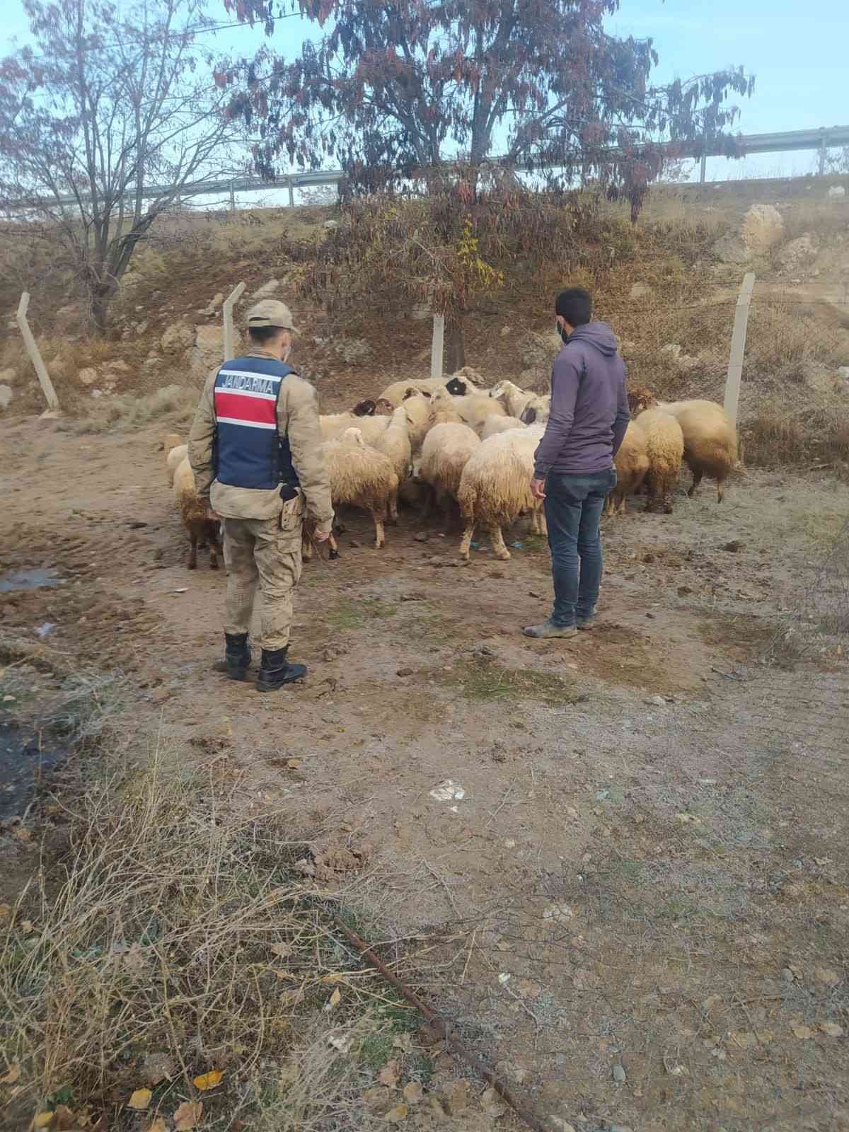Kayıp 31 koyunu jandarma buldu #malatya