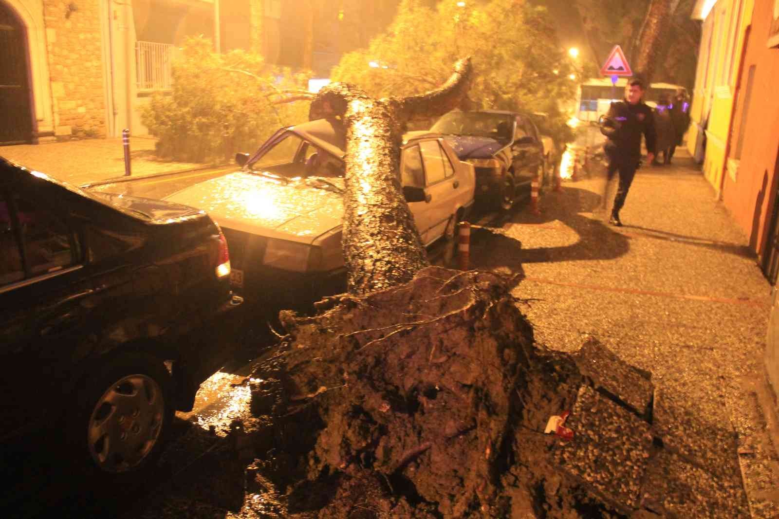Aydın’da etkili olan yağmurda devrilen çam ağacı, araçları hurdaya çevirdi #aydin