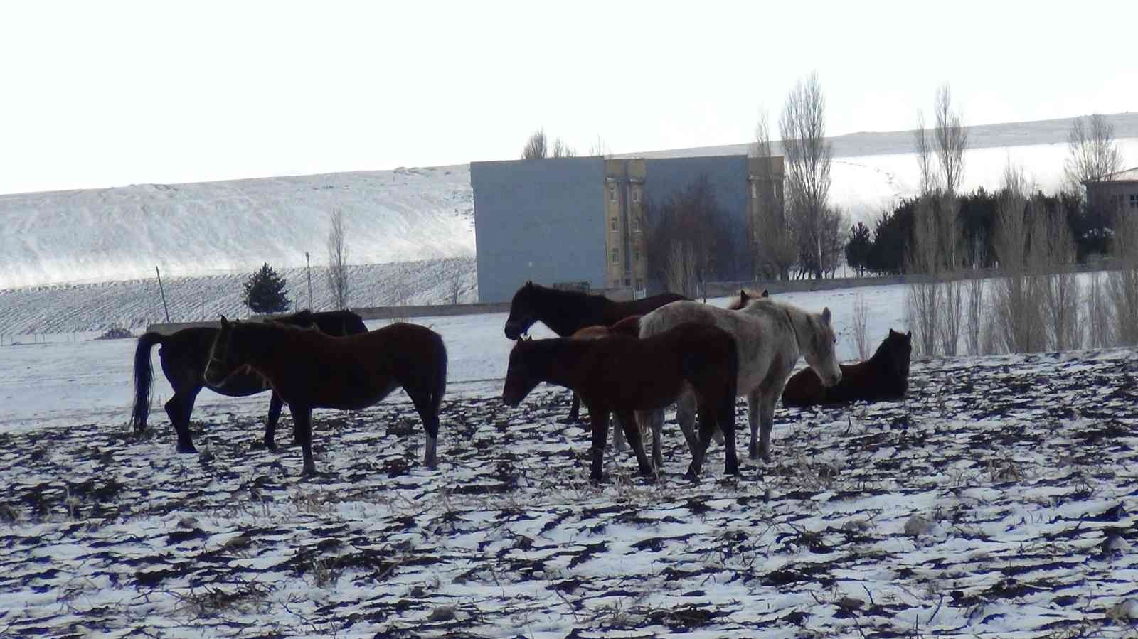 Kars’ta yılkı atları soğukla mücadele ediyor #kars