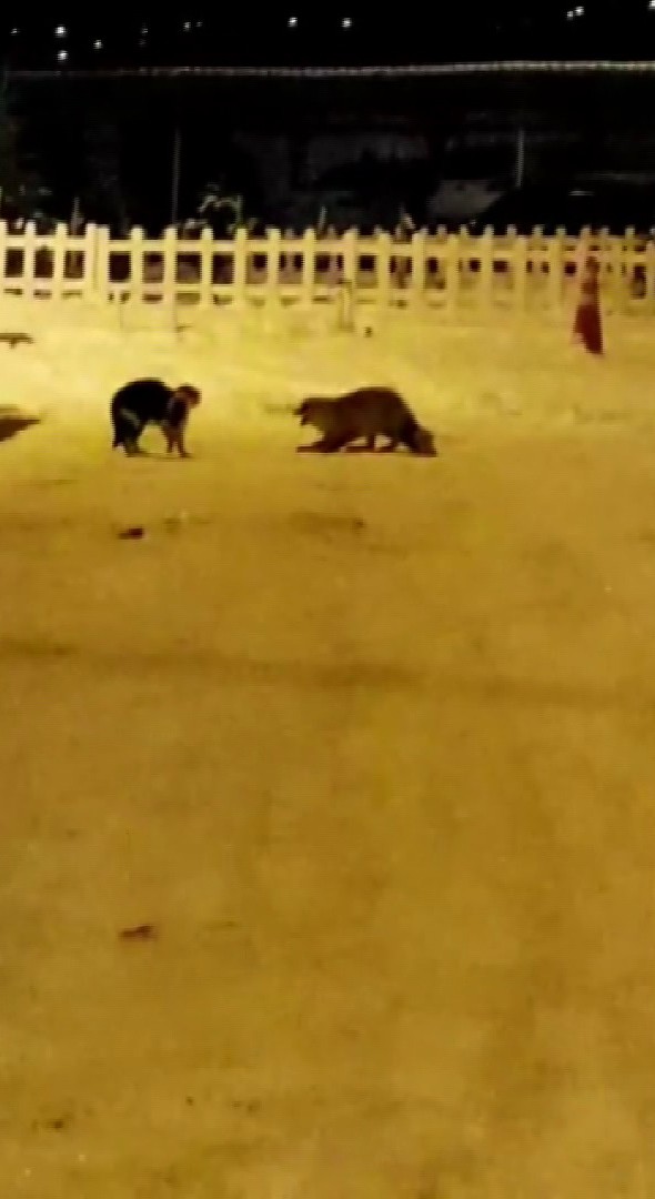 Tilki ve kedinin kavgası gülümsetti #ardahan