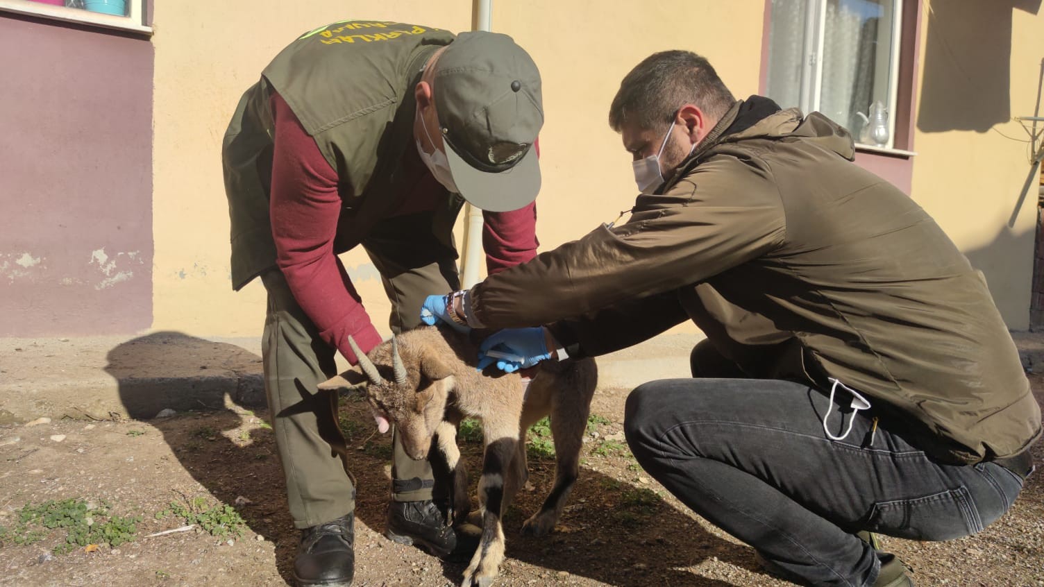 Yaralı halde bulunan koruma altındaki yaban keçisi tedavi altına alındı