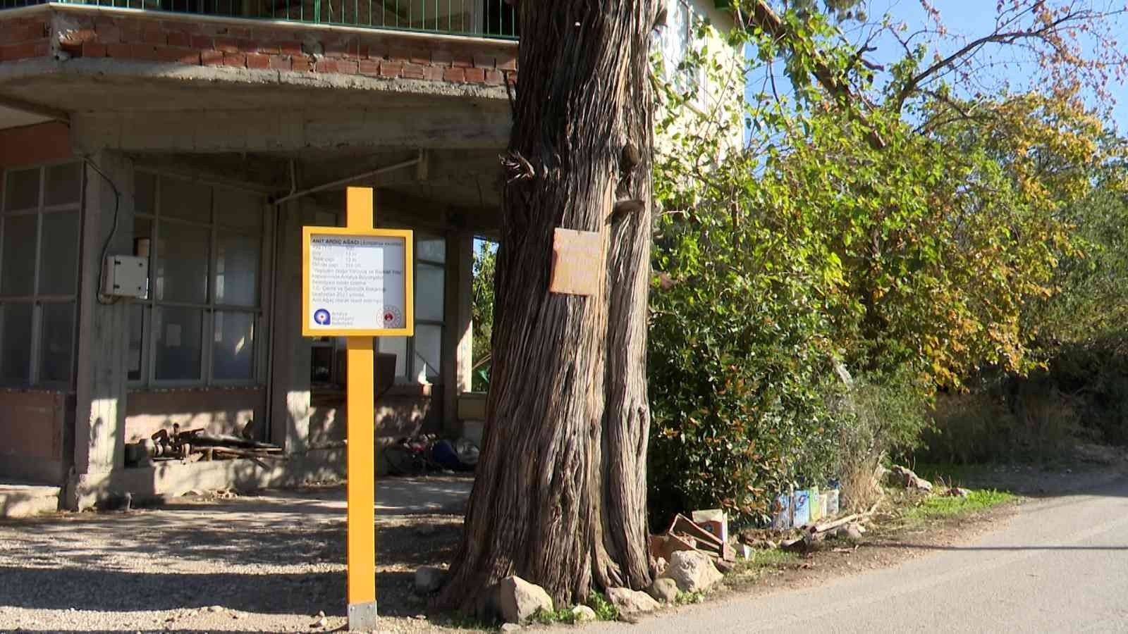 5 asırlık anıt ardıç ağacı tescillendi #antalya
