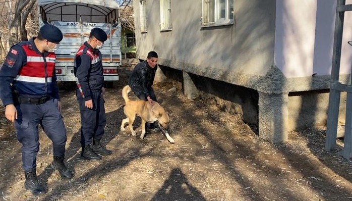 Köpek dövüştürenler jandarmaya yakalandı #kahramanmaras