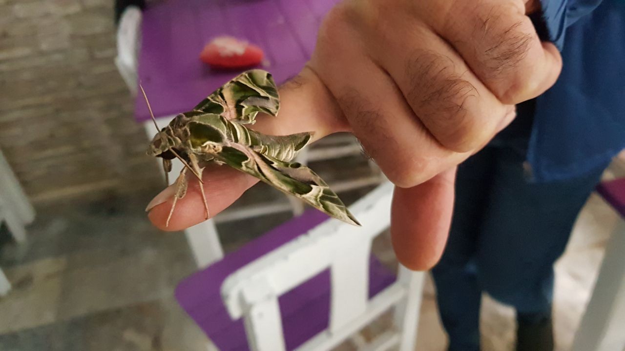 Ender görülen ‘mekik kelebeği’ Alanya’da koruma altına alındı #antalya
