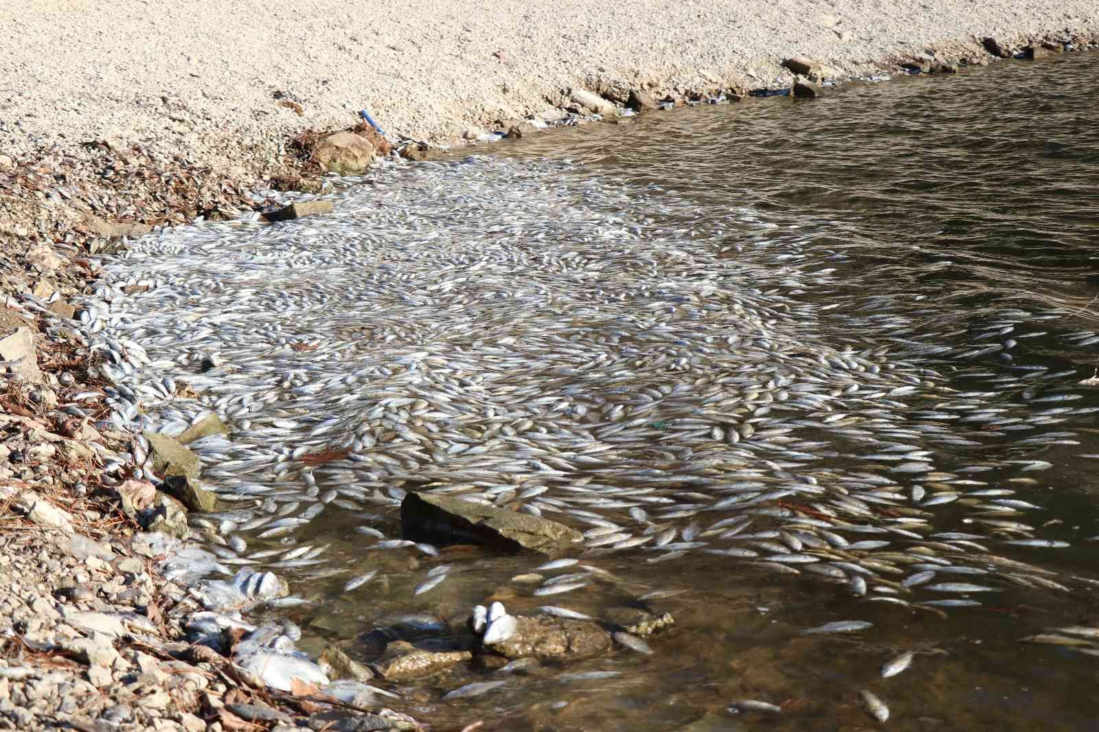 Bolu’da yüzlerce ölü balık kıyıya vurdu #bolu