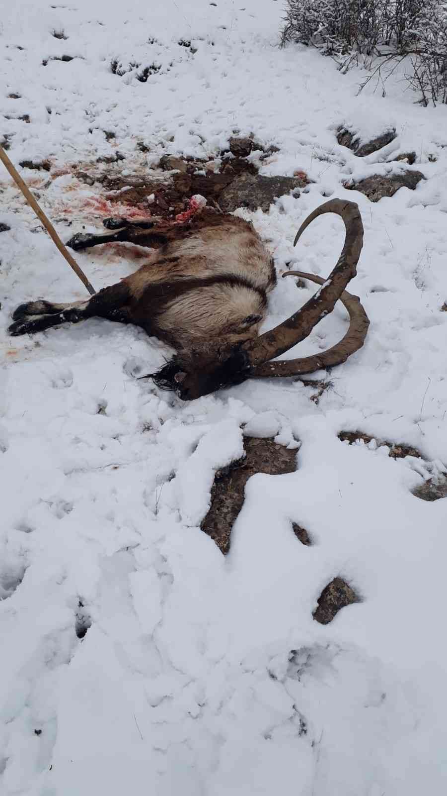 Kurdun saldırdığı yabani dağ keçisi telef oldu #kayseri
