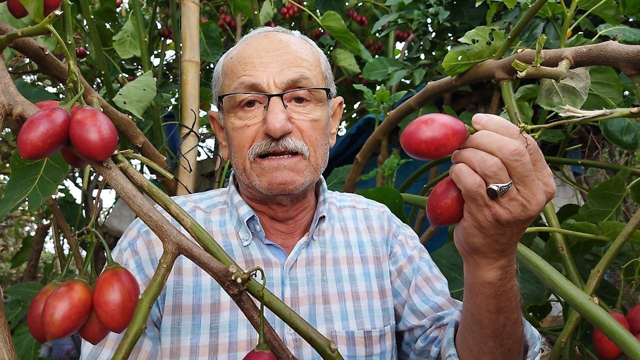 Güney Amerikalı Tamarillo Rize’yi sevdi