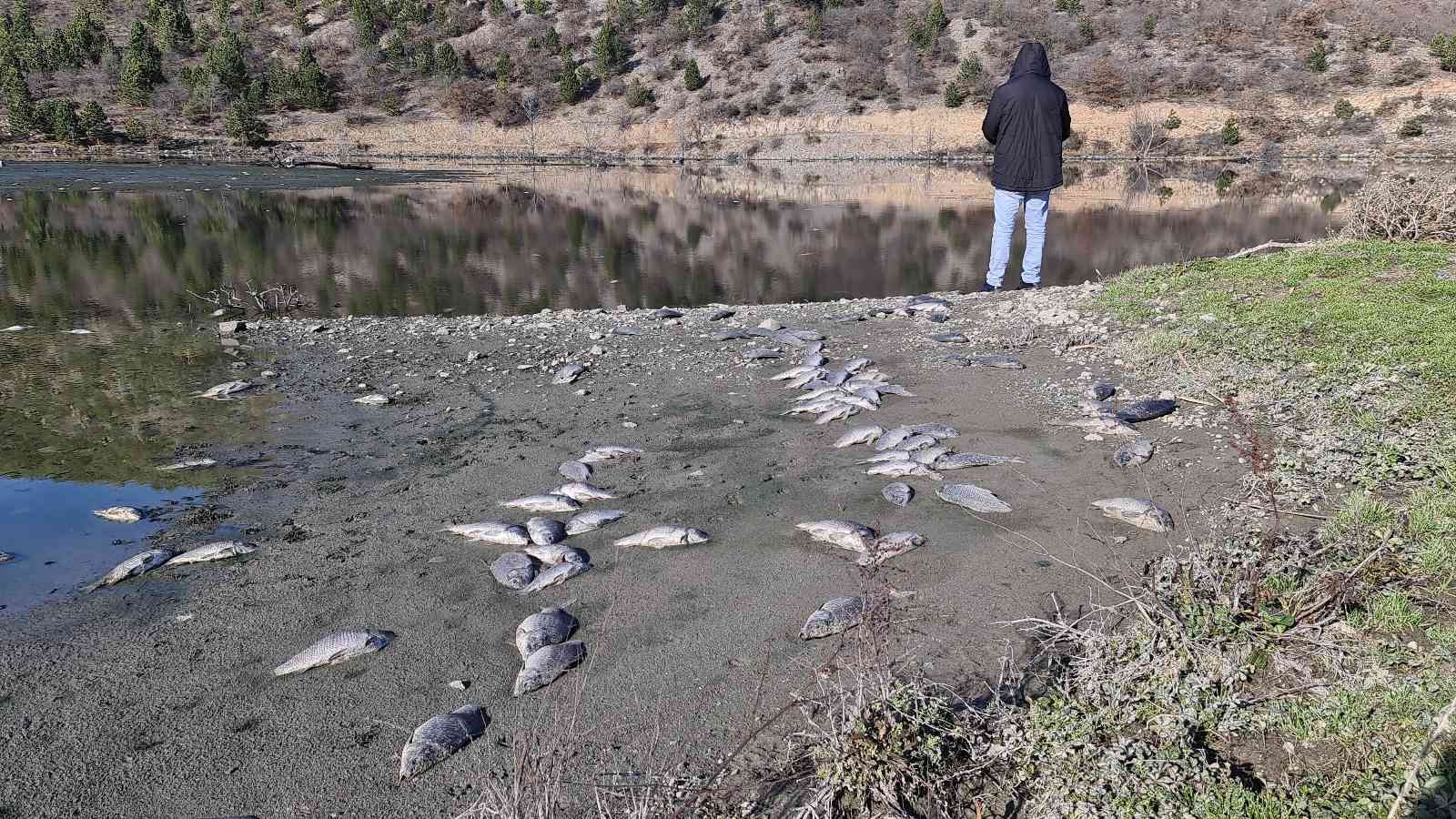 Karabük’te çevre katliamı