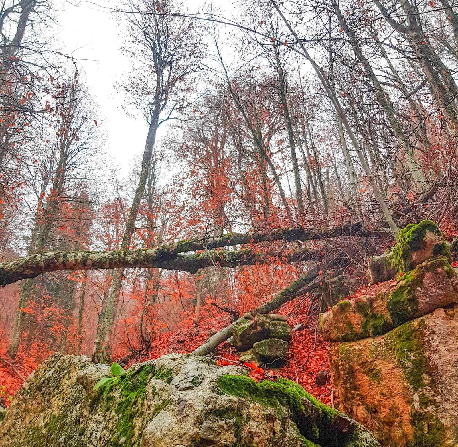 Ormanlarda yapraklar kızıla döndü, muhteşem manzaralar ortaya çıktı #kahramanmaras