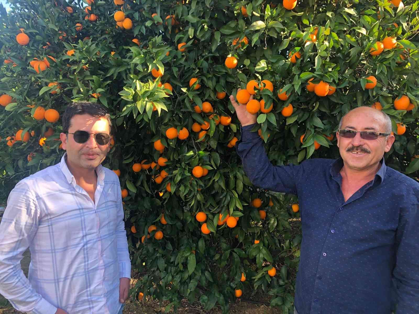 Tescilli Kozan portakalında hasat başladı #adana