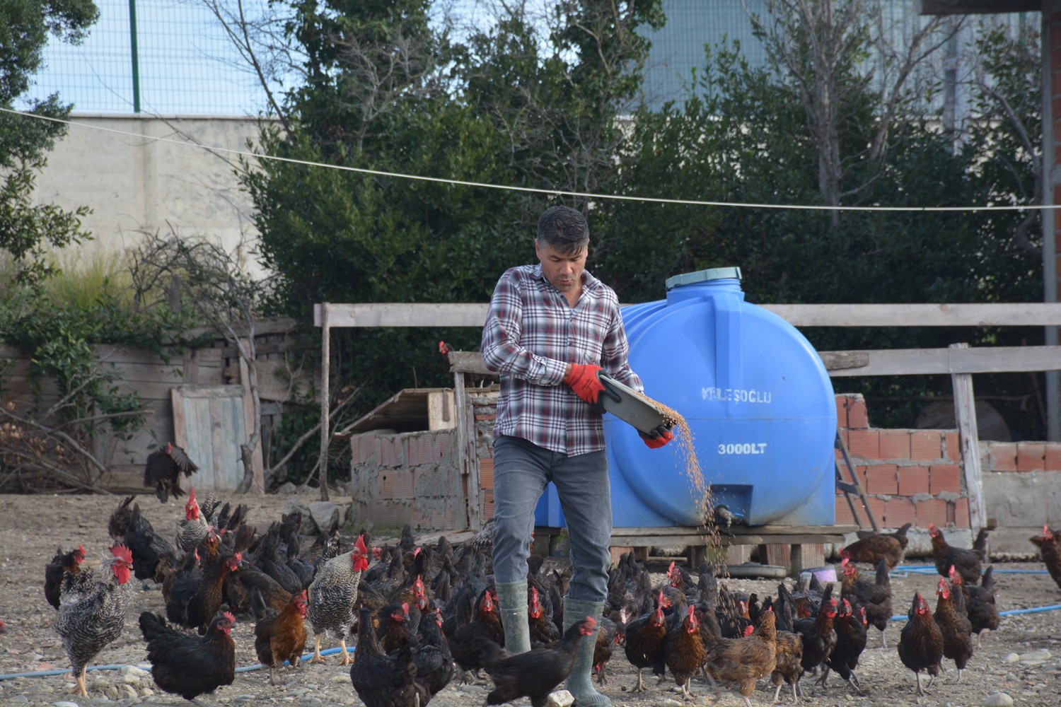 Afgan Ramazani Sinop’ta yumurta üretimi yapıyor #sinop